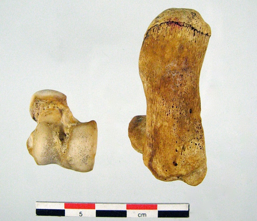Tarses Calcaneum Talus 03