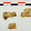 Tarses_rangee_2_lateral.jpg