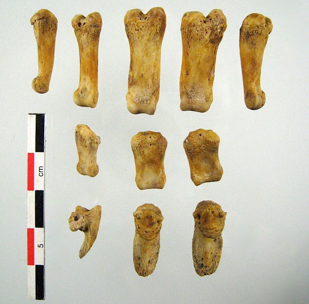 Phalanges_posterieures_plantaire.jpg
