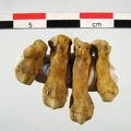 Metacarpes_G_inversion_MC1_MC5_posterieur.jpg