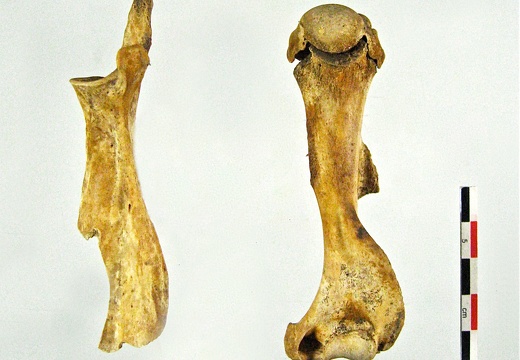 Scapula Humerus lateral (24186 visites) Scapula Humerus lateral