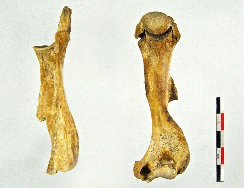 Scapula_Humerus_lateral.jpg