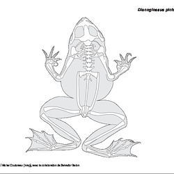 Amphibiens