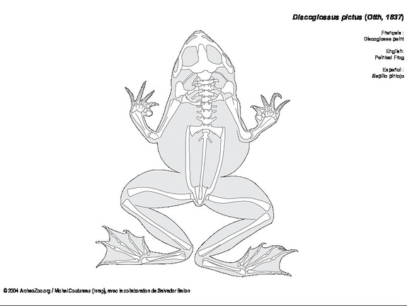 Painted Frog (6842 visits) Painted Frog