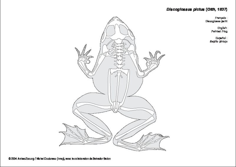 discoglossus_pictus.pdf