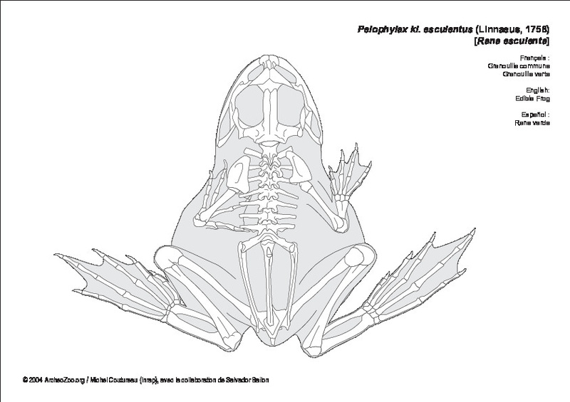 rana_esculenta.pdf