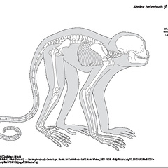 Atèle à ventre blanc (7733 visites) Pander (Christian Heinrich), Alton (Eduard). ― Die vergleichende Osteologie. Bonn : In Commission ... Atèle à ventre blanc