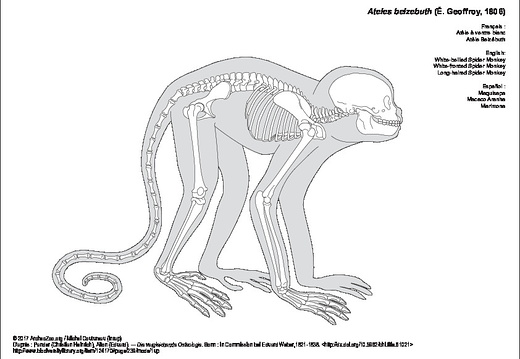 White-bellied Spider Monkey