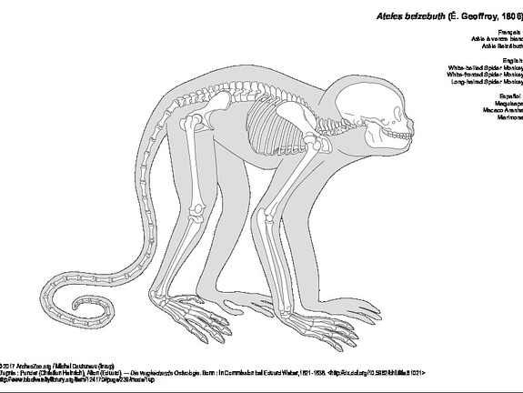 White-bellied Spider Monkey (7762 visits) Pander (Christian Heinrich), Alton (Eduard). ― Die vergleichende Osteologie. Bonn : In Commission ... White-bellied Spider Monkey
