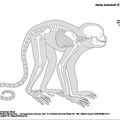 ateles_belzebuth.pdf
