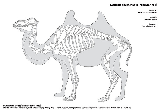 Bactrian camel