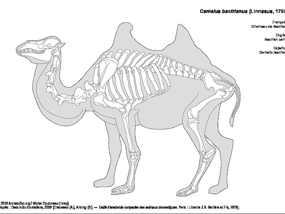 Bactrian camel (6911 visits) According to drawing of the Dromedary, 2006 Bactrian camel