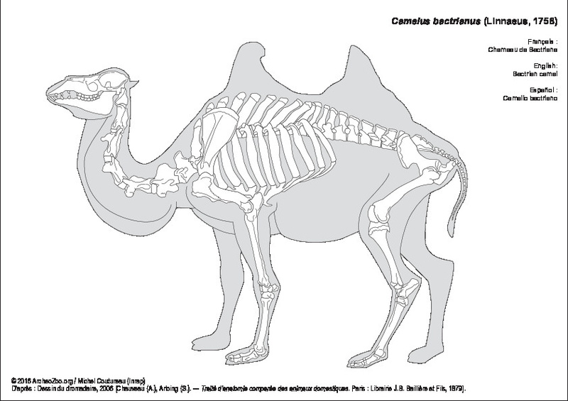 camelus_bactrianus.pdf