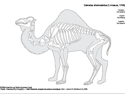 Dromadaire (6070 visites) Chauveau (A.), Arloing (S.). ― Traité d'anatomie comparée des animaux domestiques. Paris : Libra... Dromadaire