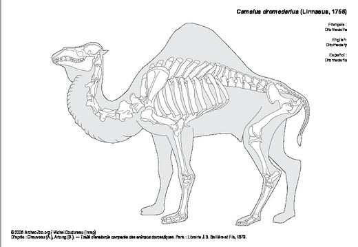 Dromedary