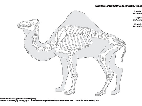 Dromedary (6099 visits) Chauveau (A.), Arloing (S.). ― Traité d'anatomie comparée des animaux domestiques. Paris : Libra... Dromedary