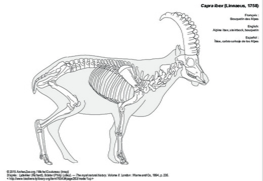 Alpine ibex