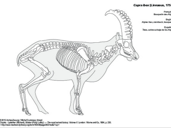 Alpine ibex