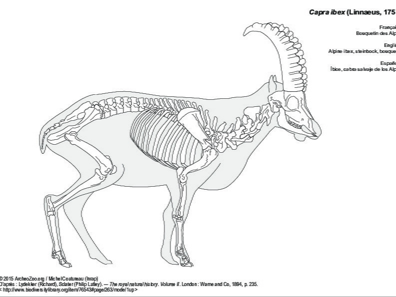 Alpine ibex