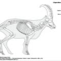 capra_ibex.pdf