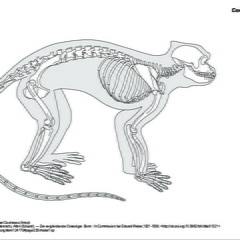 Cercopithèque (6472 visites) Pander (Christian Heinrich), Alton (Eduard). ― Die vergleichende Osteologie. Bonn : In Commission ... Cercopithèque