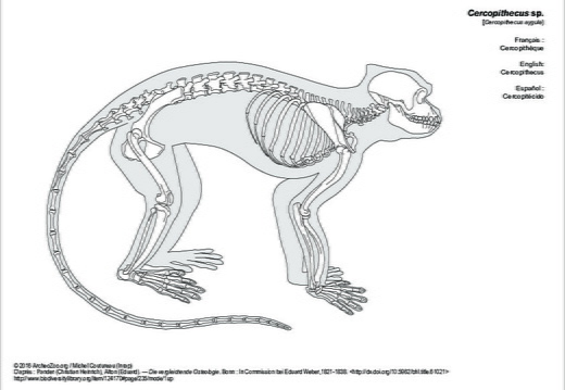 Cercopithèque