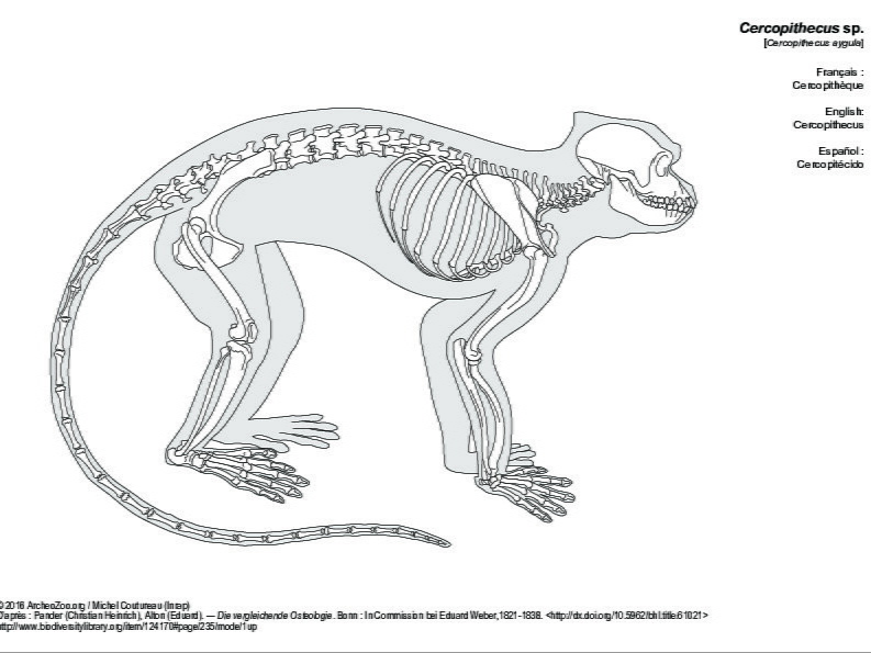 Cercopithèque (6474 visites) Pander (Christian Heinrich), Alton (Eduard). ― Die vergleichende Osteologie. Bonn : In Commission ... Cercopithèque