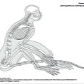 Grivet d'Ethiopie (6435 visites) Pander (Christian Heinrich), Alton (Eduard). ― Die vergleichende Osteologie. Bonn : In Commission ... Grivet d'Ethiopie