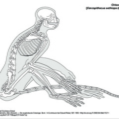 Grivet d'Ethiopie (6392 visites) Pander (Christian Heinrich), Alton (Eduard). ― Die vergleichende Osteologie. Bonn : In Commission ... Grivet d'Ethiopie