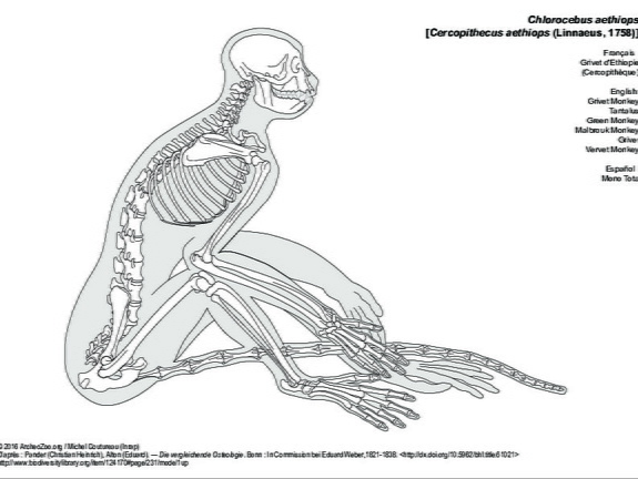 Grivet Monkey (6424 visits) Pander (Christian Heinrich), Alton (Eduard). ― Die vergleichende Osteologie. Bonn : In Commission ... Grivet Monkey
