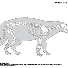 Civette africaine (6735 visites) Pander (Christian Heinrich), Alton (Eduard). ― Die vergleichende Osteologie. Bonn : In Commission ... Civette africaine