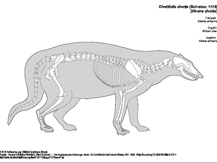 Civette africaine (6737 visites) Pander (Christian Heinrich), Alton (Eduard). ― Die vergleichende Osteologie. Bonn : In Commission ... Civette africaine