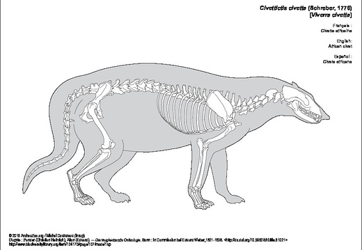 Civette africaine (6722 visites) Pander (Christian Heinrich), Alton (Eduard). ― Die vergleichende Osteologie. Bonn : In Commission ... Civette africaine