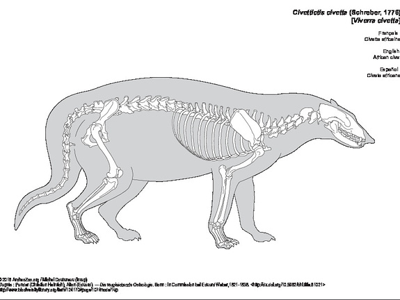 African civet (6752 visits) Pander (Christian Heinrich), Alton (Eduard). ― Die vergleichende Osteologie. Bonn : In Commission ... African civet