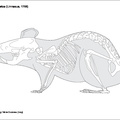 cricetus_cricetus.pdf