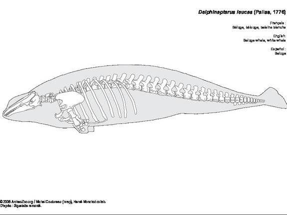Beluga whale (7367 visits) Beluga whale