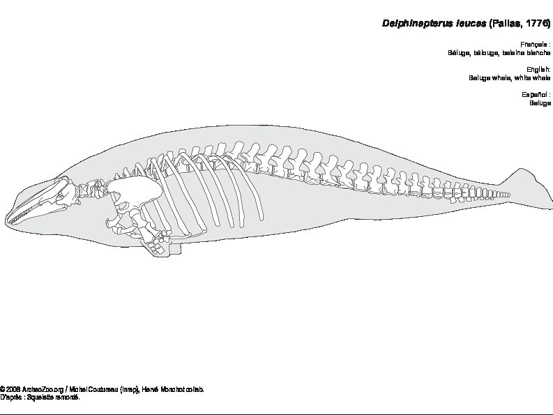 Beluga