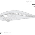 delphinapterus_leucas.pdf