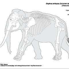Straight-tusked elephant