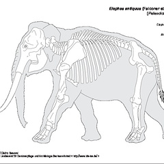 Éléphant à défenses droites (6718 visites) Karol Shauer. Landesamt für Denkmalpflege und Archäologie Sachsen-Anhalt : http://www.lda-lsa.de/ Éléphant à défenses droites