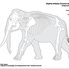 Éléphant à défenses droites