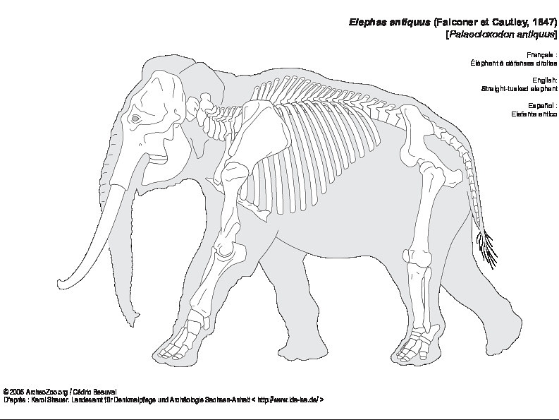 Éléphant à défenses droites