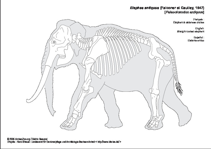 elephas_antiquus.pdf