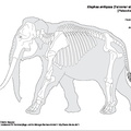 elephas_antiquus.pdf