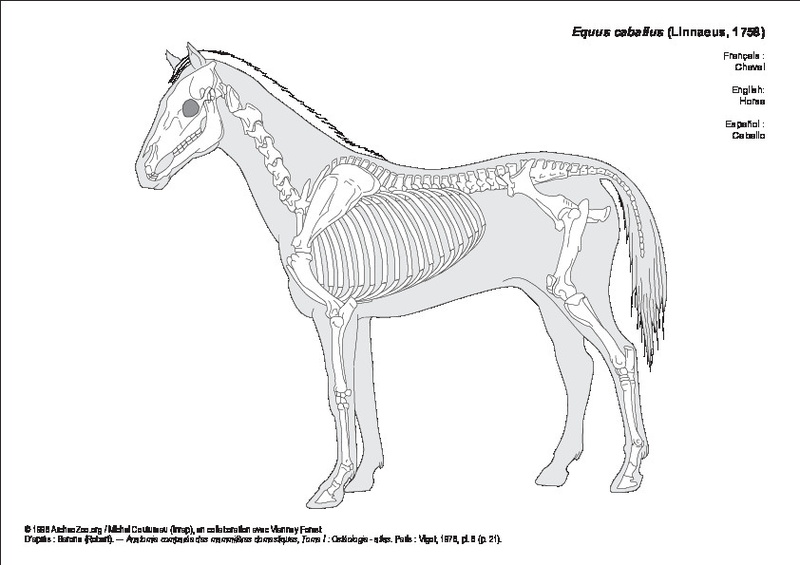 equus_caballus.pdf