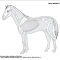 equus_caballus.pdf
