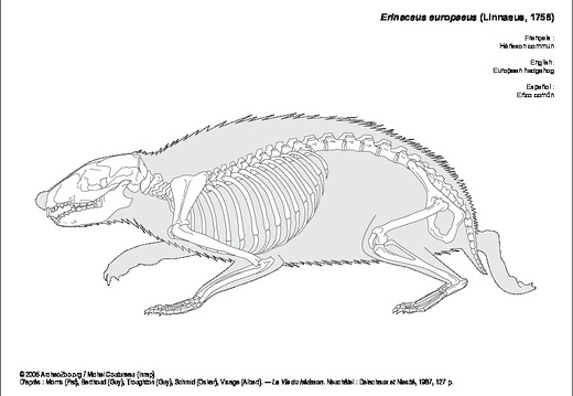 European hedgehog