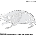 erinaceus_europaeus.pdf