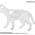 Chat domestique (8152 visites) Barone (Robert). ― Anatomie comparée des mammifères domestiques, Tome I Ostéologie - atlas. Par... Chat domestique
