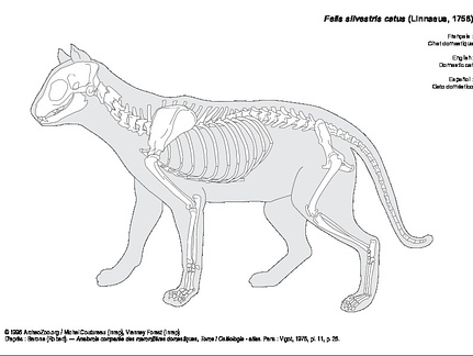 Domestic cat (8055 visits) Barone (Robert). ― Anatomie comparée des mammifères domestiques, Tome I Ostéologie - atlas. Par... Domestic cat